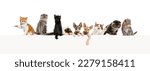 groups of different cats leaning on a empty web banner to place text.    Empty space for text, isolated on white