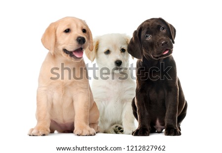Groups of dogs, Labrador puppies, Puppy chocolate Labrador Retriever, in front of white background