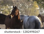 Groups of horses