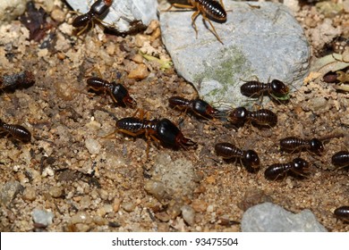 Balbyter Ants Southern African Savanna Stock Photo 655206094 | Shutterstock