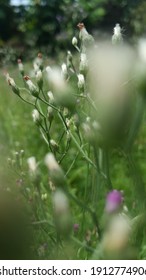 Groups Of Tiny White And Purple Wild Flowers Of Cyanthillium Cinereum (L.). Also Known As little Ironweed. In Some Countries Has Been Used As A Relief For common Cold.