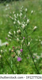 Groups Of Tiny White And Purple Wild Flowers Of Cyanthillium Cinereum (L.). Also Known As little Ironweed. In Some Countries It Has Been Used As A Relief For common Cold.