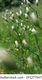 Groups Of Tiny White And Purple Wild Flowers Of Cyanthillium Cinereum (L.). Also Known As little Ironweed. In Some Countries Has Been Used As A Relief For common Cold.