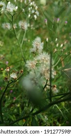 Groups Of Tiny White And Purple Wild Flowers Of Cyanthillium Cinereum (L.). Also Known As little Ironweed. In Some Countries Has Been Used As A Relief For common Cold.