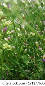 Groups Of Tiny White And Purple Wild Flowers Of Cyanthillium Cinereum (L.). Also Known As little Ironweed. In Some Countries Has Been Used As A Relief For common Cold.