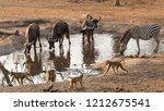 Groups of water buffalo, yellow baboons and a zebra sharing a waterhole in Majete Wildlife Reserve in Malawi.