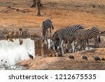 Groups of yellow baboons, zebras and guinea fowl sharing a waterhole in Majete Wildlife Reserve in Malawi.