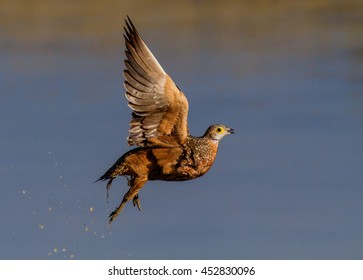 Grouse In Flight