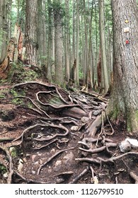 Grouse Grind, Vancouver Canada