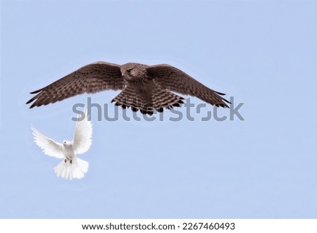 A grouse hawk is preparing to attack a white dove in the air