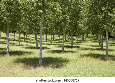 Grove