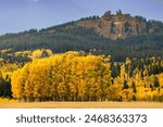 Grove of Aspen trees with fall colors yellow leaves, rabbit ears pass in the background Steamboat Springs Colorado