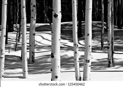 Grove of Aspen trees in winter snow