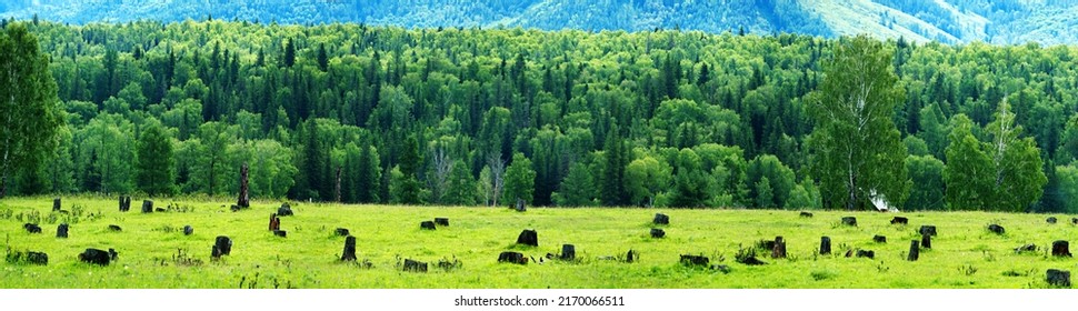 Grove was cut down in foothills, stumps were left on forest meadow against background of mountain mixed forest. Figurative concept of man's attack on nature. deforestation, anthropogenic impact