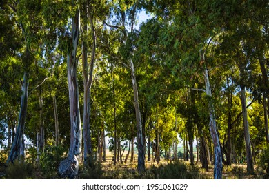 Grove of exotic Eucalyptus trees with sunlit canopy in South Africa