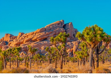 A grove of Joshua Trees fill a desert meadow in front of dramatic layered rocks in Joshua Tree National Park. - Powered by Shutterstock