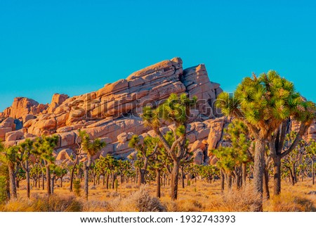 A grove of Joshua Trees fill a desert meadow in front of dramatic layered rocks in Joshua Tree National Park.