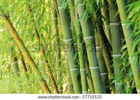 Grove of lush green bamboo.