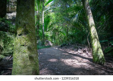 The Grove Native Bush Walk Near Pohara South Island