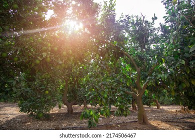 Grove Of Orange Trees With Green Fruits. Sunlight Passes Through The Branches Of A Citrus Tree. Garden Of Orange Trees In Sunny Weather. Citrus Tree Farm