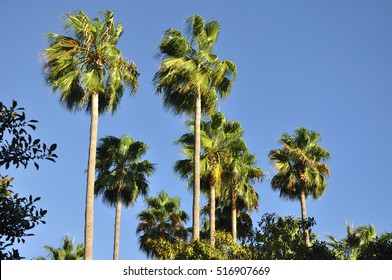 A Grove Of Palm Trees In Irvine In Southern California Against A Blue Sky. 