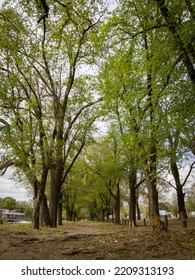 Grove In Perspective. Elm Forest In Autumn.