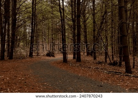Grove of pine trees on the McDade Trail in the Delaware Water Gap National Recreation Area