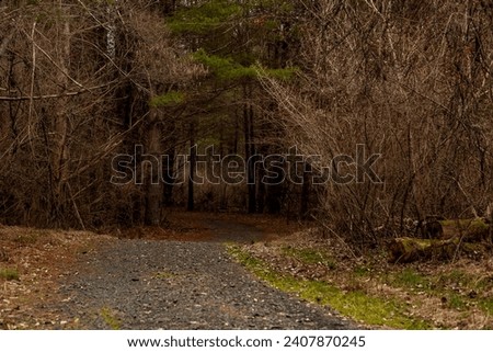 Grove of pine trees on the McDade Trail in the Delaware Water Gap National Recreation Area