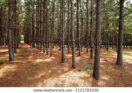 A grove of pine trees planted in a straight line so they grow straighter and taller as a result of direct competition for light.