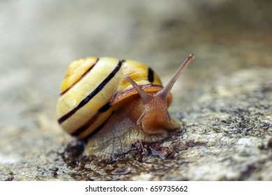 Grove Snail