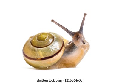 grove snail or brown-lipped snail, Cepaea nemoralis, in front of white background