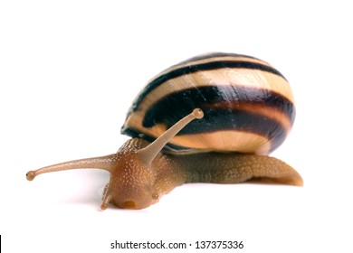 Grove Snail Cepaea Nemoralis