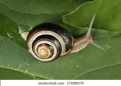 Grove Snail - Cepaea Nemoralis