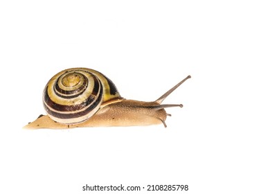 The Grove Snail, Cepaea Nemoralis