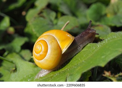 The Grove Snail (Cepaea Nemoralis)