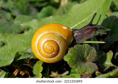 The Grove Snail (Cepaea Nemoralis)