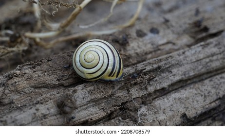 Grove Snail, On Wood. Late Spring Images