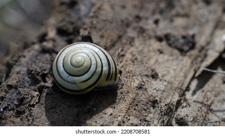 Grove Snail, On Wood. Late Spring Images