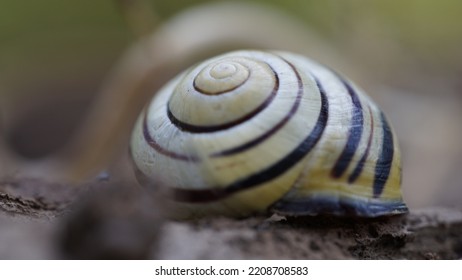 Grove Snail, On Wood. Late Spring Images