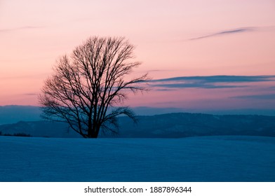 Grove standing on a hill at dusk in winter
