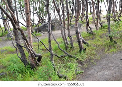 Grove Of Subarctic Birches In The Summer On The Bank Of The Lake. Murmansk Region