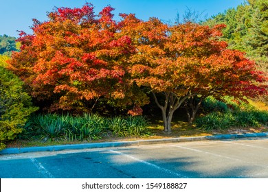 Grove of sugar maple trees with leaves in fall colors of red and orange next to parking lot with blue sky in background.