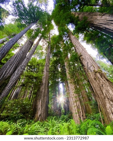 The Grove of The Titans California Redwoods State and National Parks