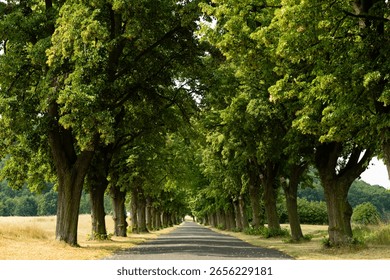 A grove of trees lining the footpath to Mount Rip, Czech Republic.