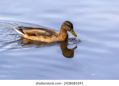 Grovelands Park, London, UK - September 8th 2014: Mallard duck (hen) and its reflection floating on Grovelands Park Lake.