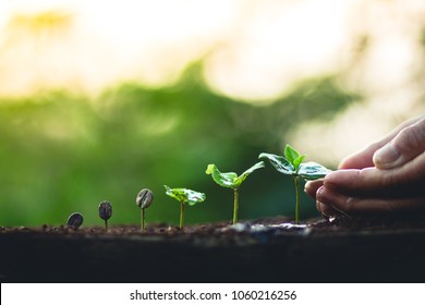 Premier Mindre Stuepige Young Coffee Plants Images, Stock Photos & Vectors | Shutterstock