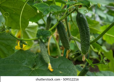 To Grow Cucumbers In The Greenhouse