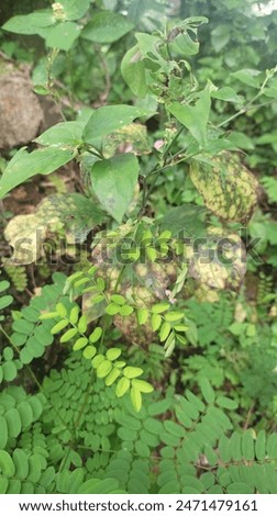 grow and fall simultaneously, Indonesia Eastjava 
