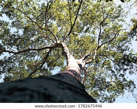 Similar – Image, Stock Photo cherry harvest Branch Tree