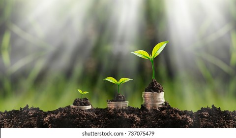 Grow In Rain And Sunlight Can Be A Symbol Of Saving Money. Sunlight Shade In The Center.Three Plant Growing From Money,coin,gold.